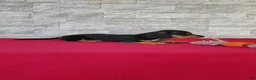 Miniature Dachshund dogs for sale: Bethany - Ad 3