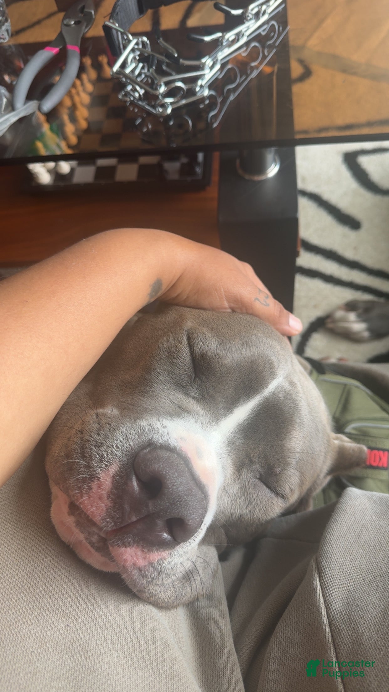 Mixed Breed dogs Joker - Ad 2