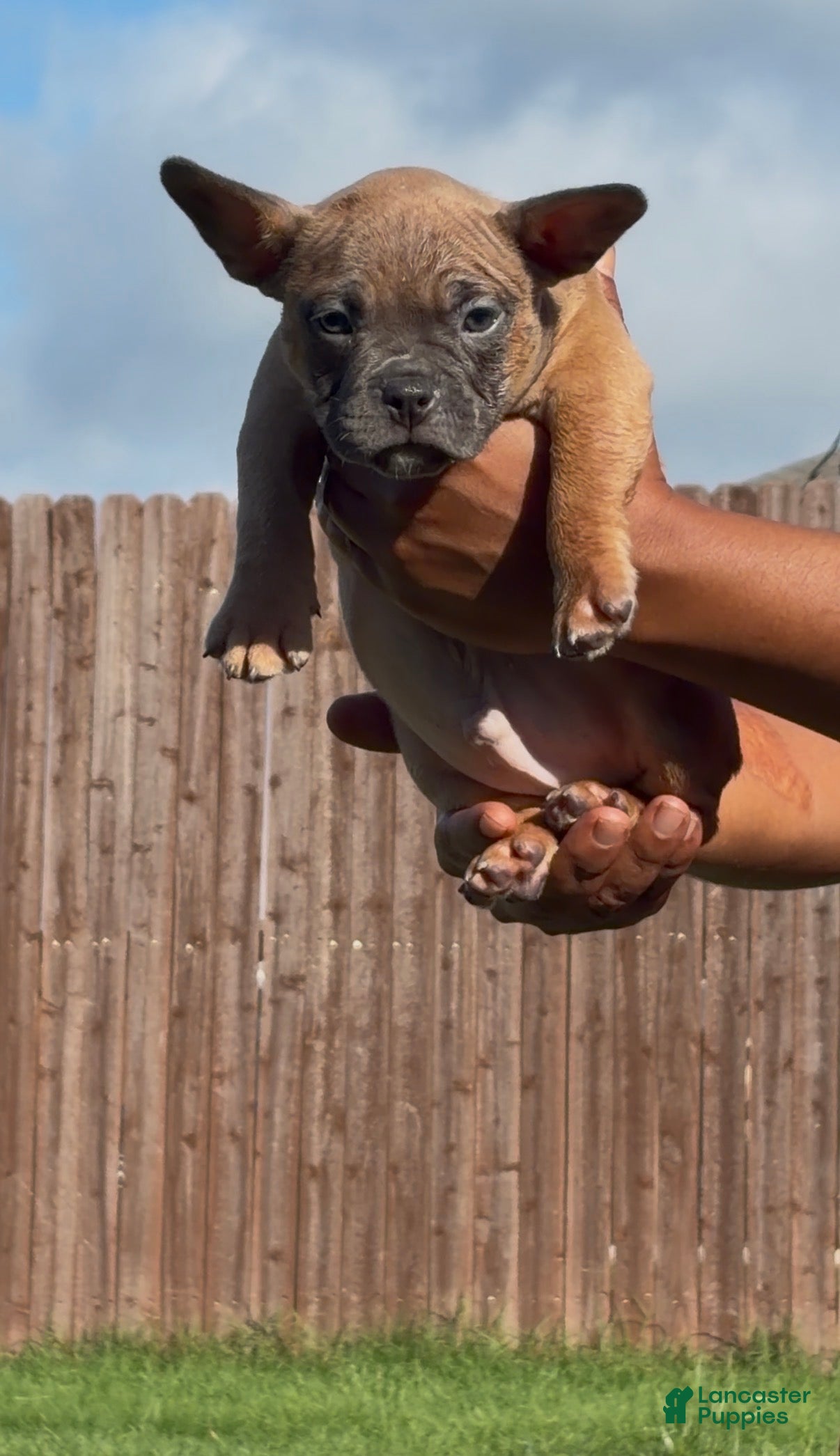 American Bully dogs Fawn Male - Ad 1