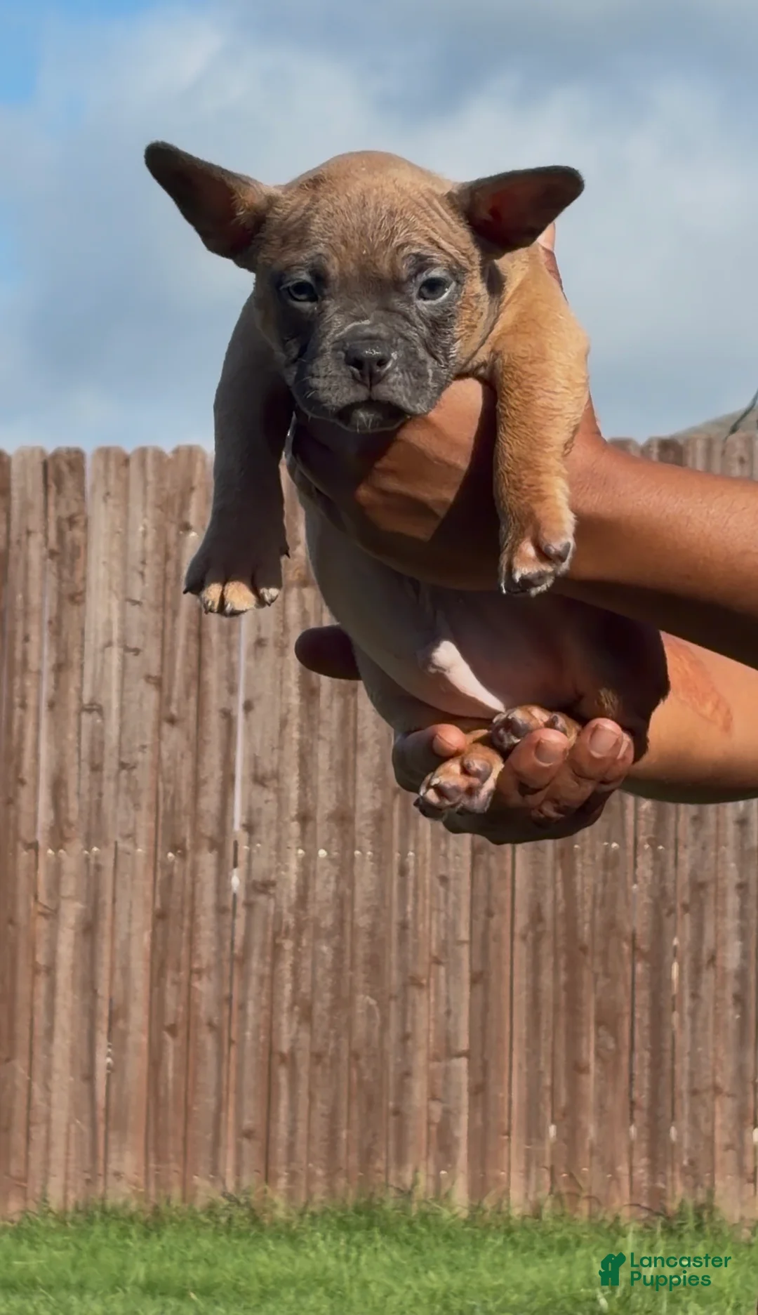 American Bully dogs for sale: Fawn Male - Ad 1