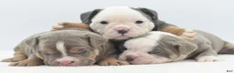 English Bulldog dogs for stud: Akc mini English bulldog  - Ad 15