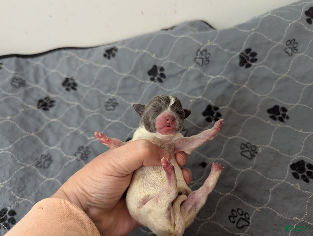 Chihuahua dogs for sale: Ollie - Ad 4