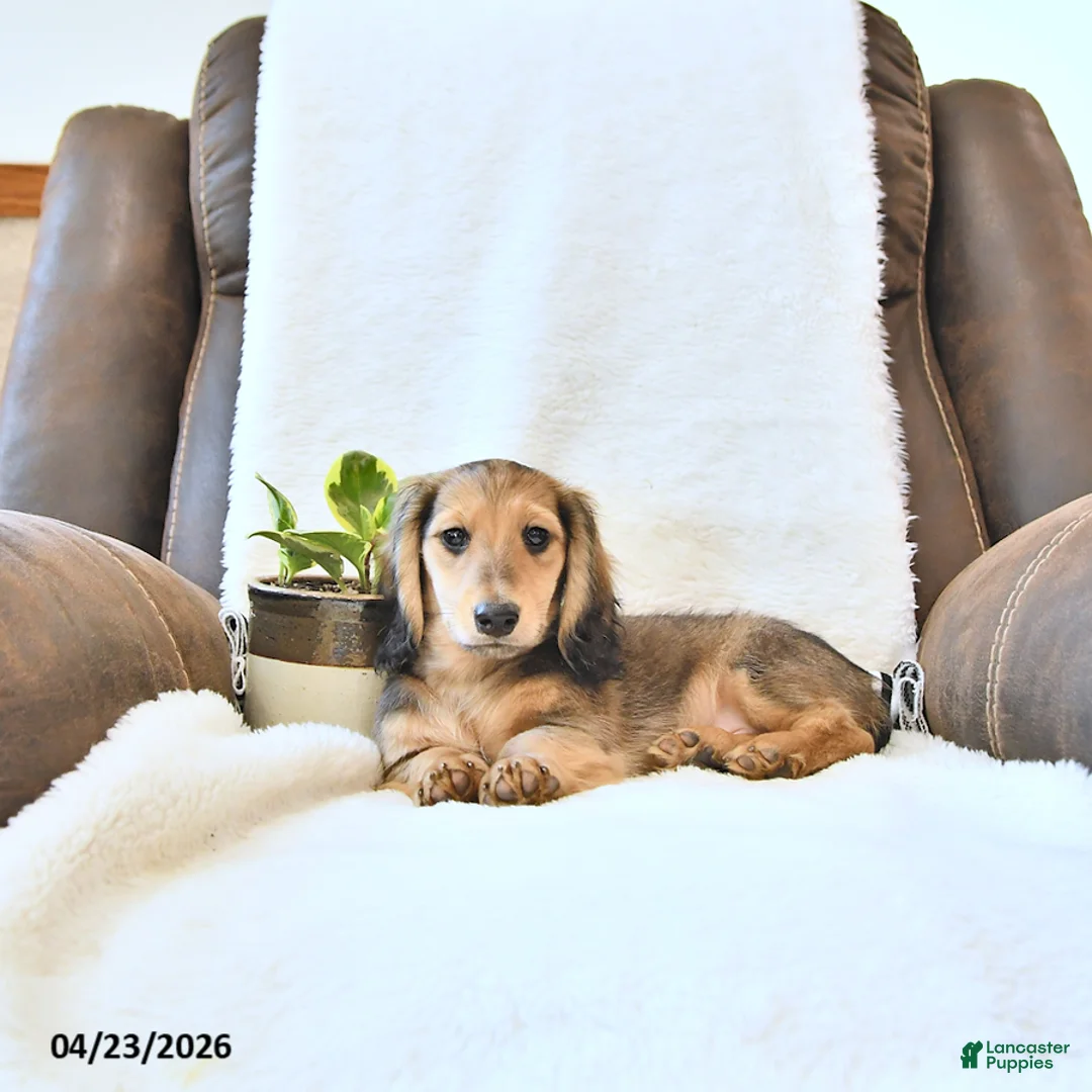 Miniature Dachshund dogs for sale: Braxton - Ad 2