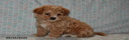 Maltipoo dogs for sale: Peaches - Ad 2