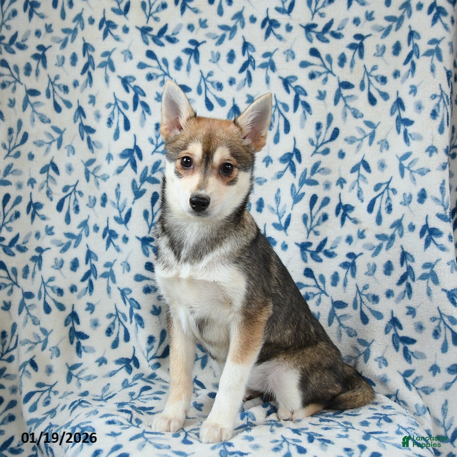 Alaskan Klee Kai dogs Tiffany - Ad 1
