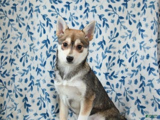 Alaskan Klee Kai dogs Tiffany - Ad 1
