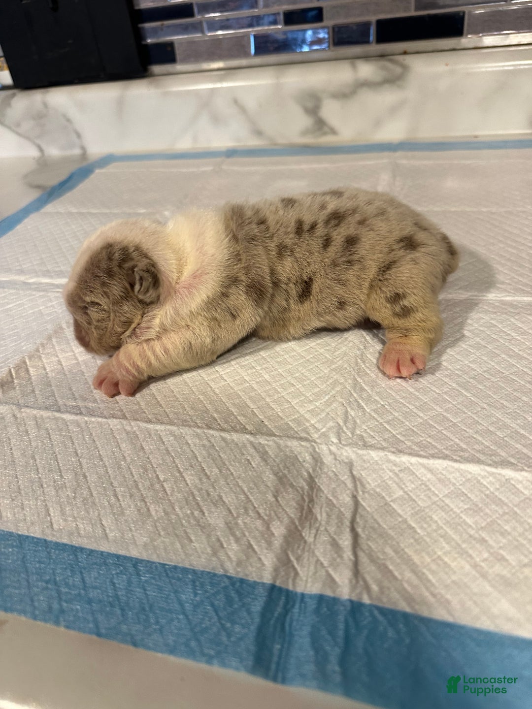 English Bulldog dogs for sale: Lilac and White Male - Ad 37