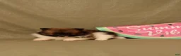 Pomeranian dogs for sale: Abdul - Ad 4