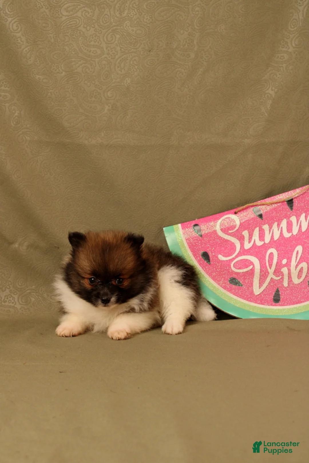 Pomeranian dogs for sale: Abdul - Ad 4
