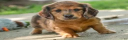 Miniature Dachshund dogs for sale: Ari Miniature Dachshund - Ad 7