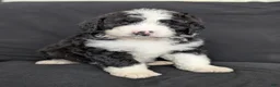 Bernedoodle dogs for sale: Cali - Ad 2