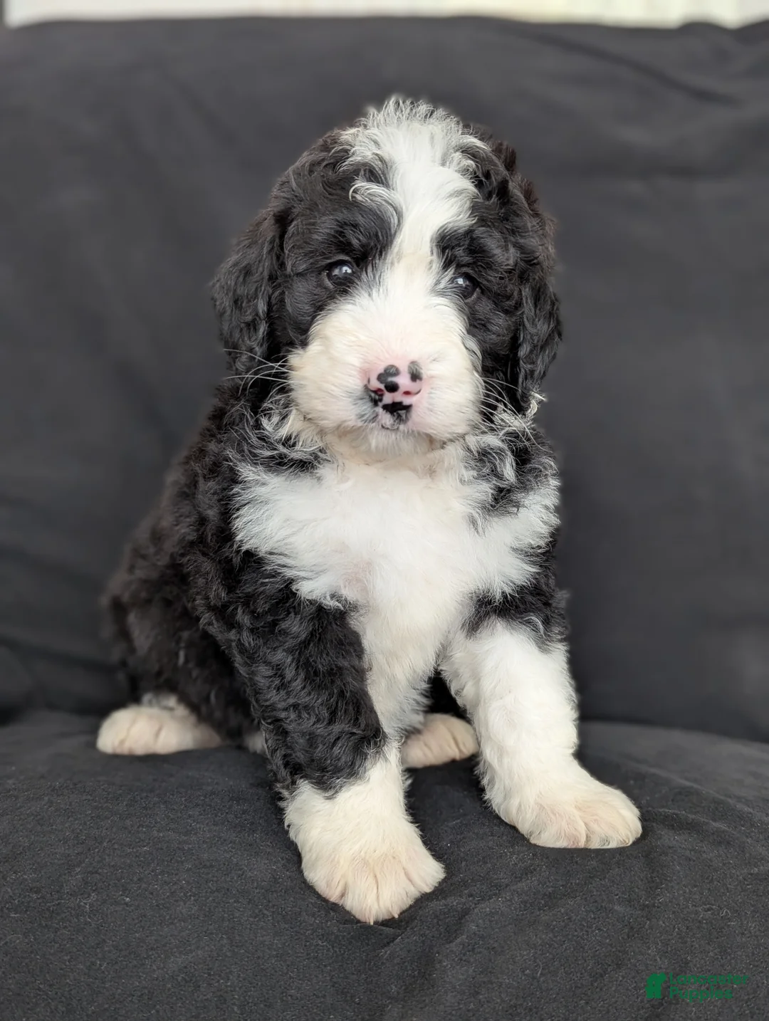 Bernedoodle dogs for sale: Cali - Ad 2