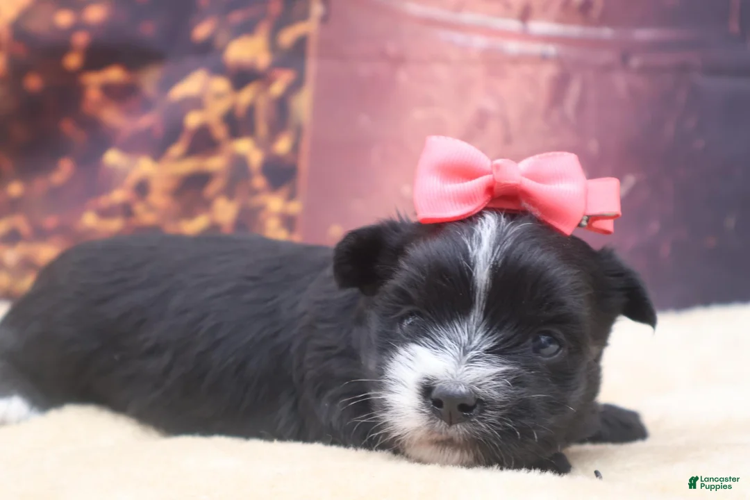 Morkie dogs for sale: Raven - Ad 1