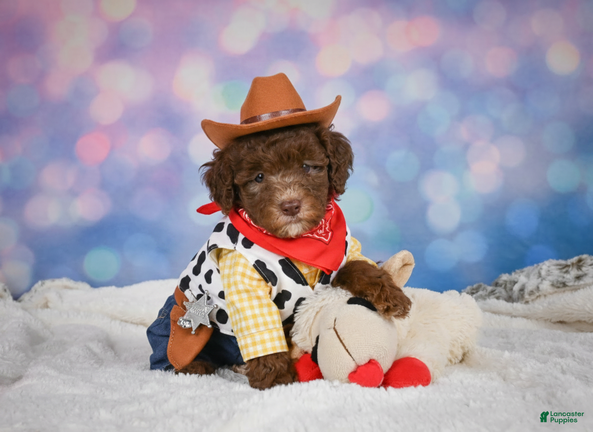 Mini Goldendoodle dogs Cliffy - Ad 2