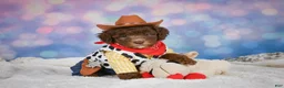Mini Goldendoodle dogs for sale: Cliffy - Ad 2