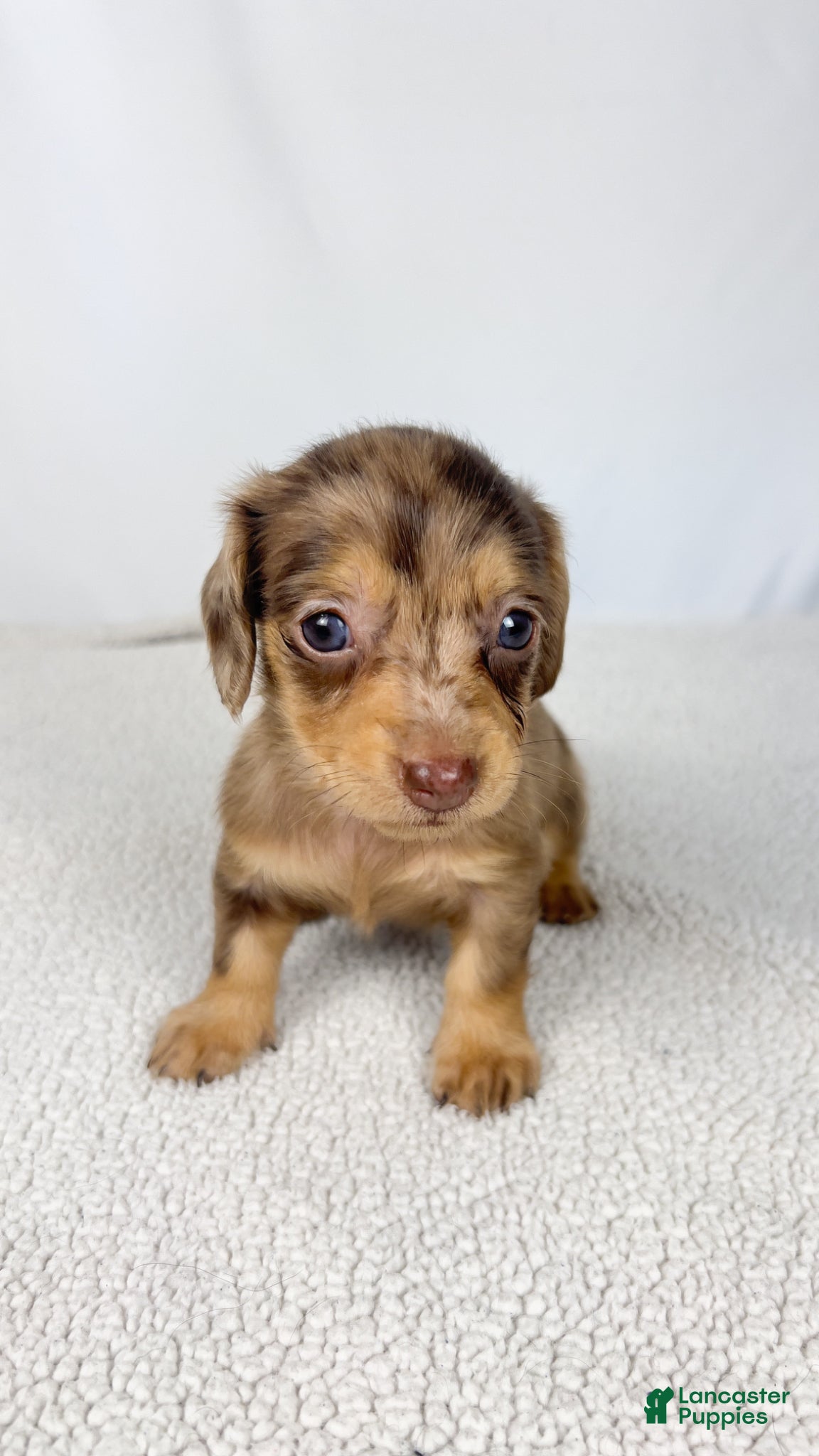 Miniature Dachshund dogs Hot fudge - Ad 14
