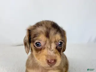 Miniature Dachshund dogs Hot fudge - Ad 14