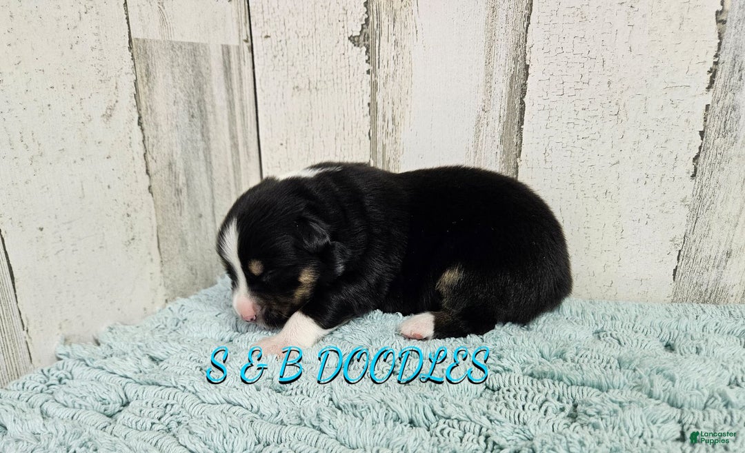 Miniature Australian Shepherd dogs for sale: Spiderman - Ad 6