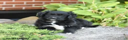 Mixed Breed dogs for sale: Lilac - Ad 4