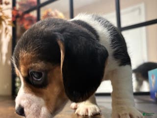 Beagle dogs Beagle Puppy 8 - Ad 5