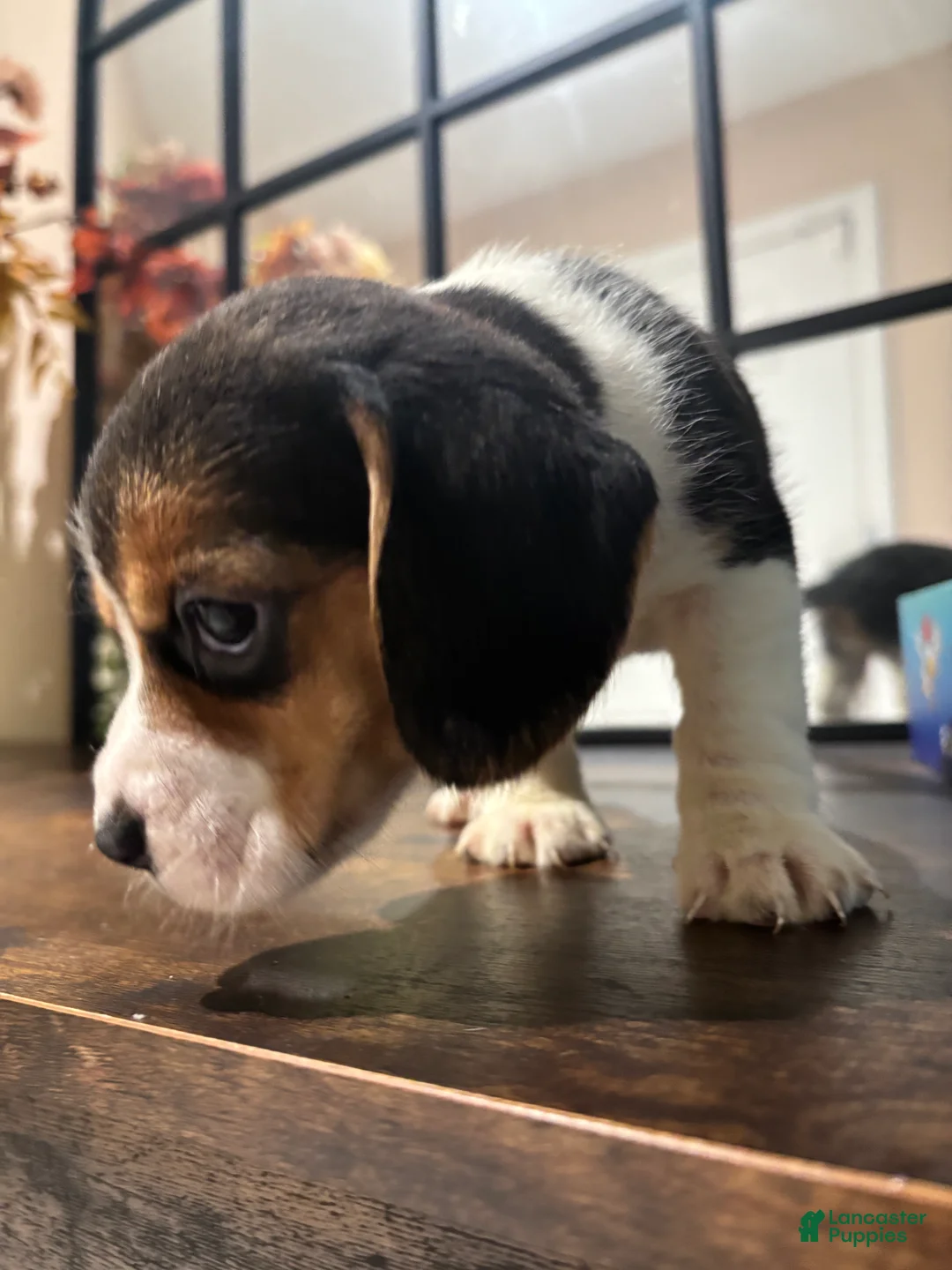 Beagle dogs for sale: Beagle Puppy 8 - Ad 1