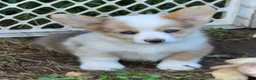 Welsh Corgi Pembroke dogs for sale: Beautiful Bentley  - Ad 27