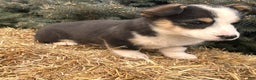 Welsh Corgi Pembroke dogs for sale: Banner - Ad 1