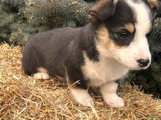 Welsh Corgi Pembroke dogs Banner - Ad 7