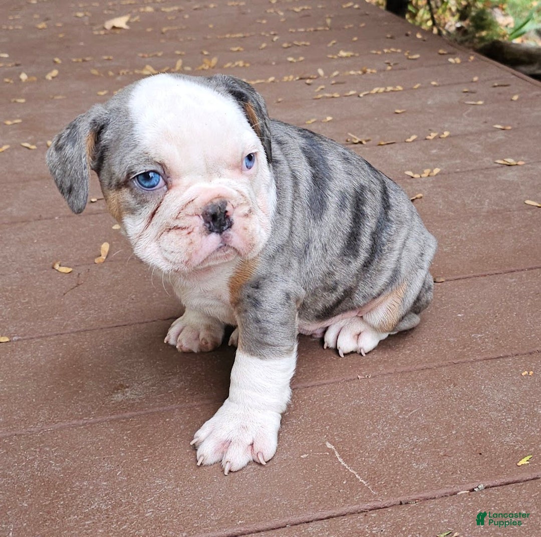 Mixed Breed dogs for sale: Jeronimo - Ad 3