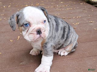 Mixed Breed dogs Jeronimo - Ad 32