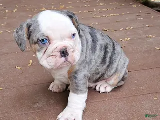 Mixed Breed dogs Jeronimo - Ad 4