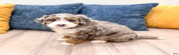 Mini Bernedoodle dogs for sale: Jasmine - Ad 3