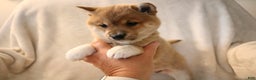 Shiba Inu dogs for sale: Shadow - Ad 9