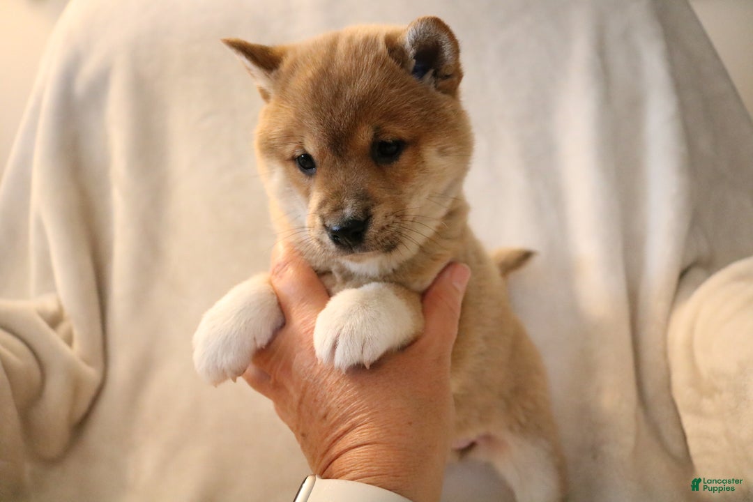 Shiba Inu dogs for sale: Shadow - Ad 9