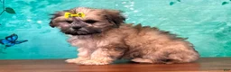 Teddy Bear dogs for sale: Dolly - Ad 3