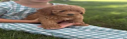 Cavapoo dogs for sale: Tulip - Ad 1
