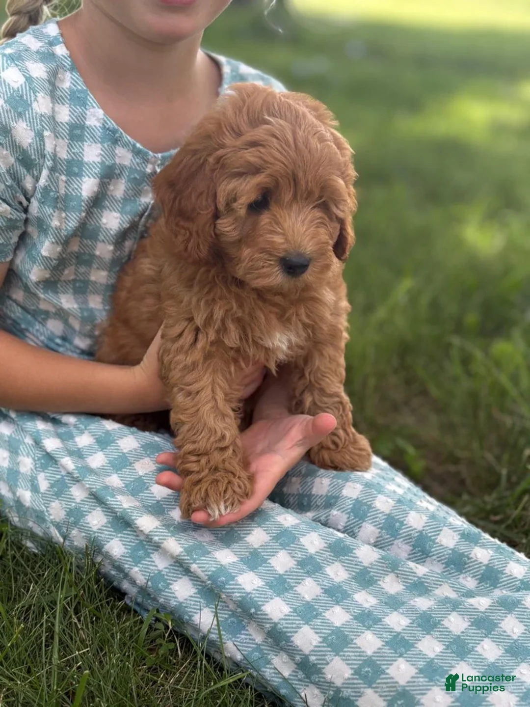 Cavapoo dogs for sale: Tulip - Ad 1