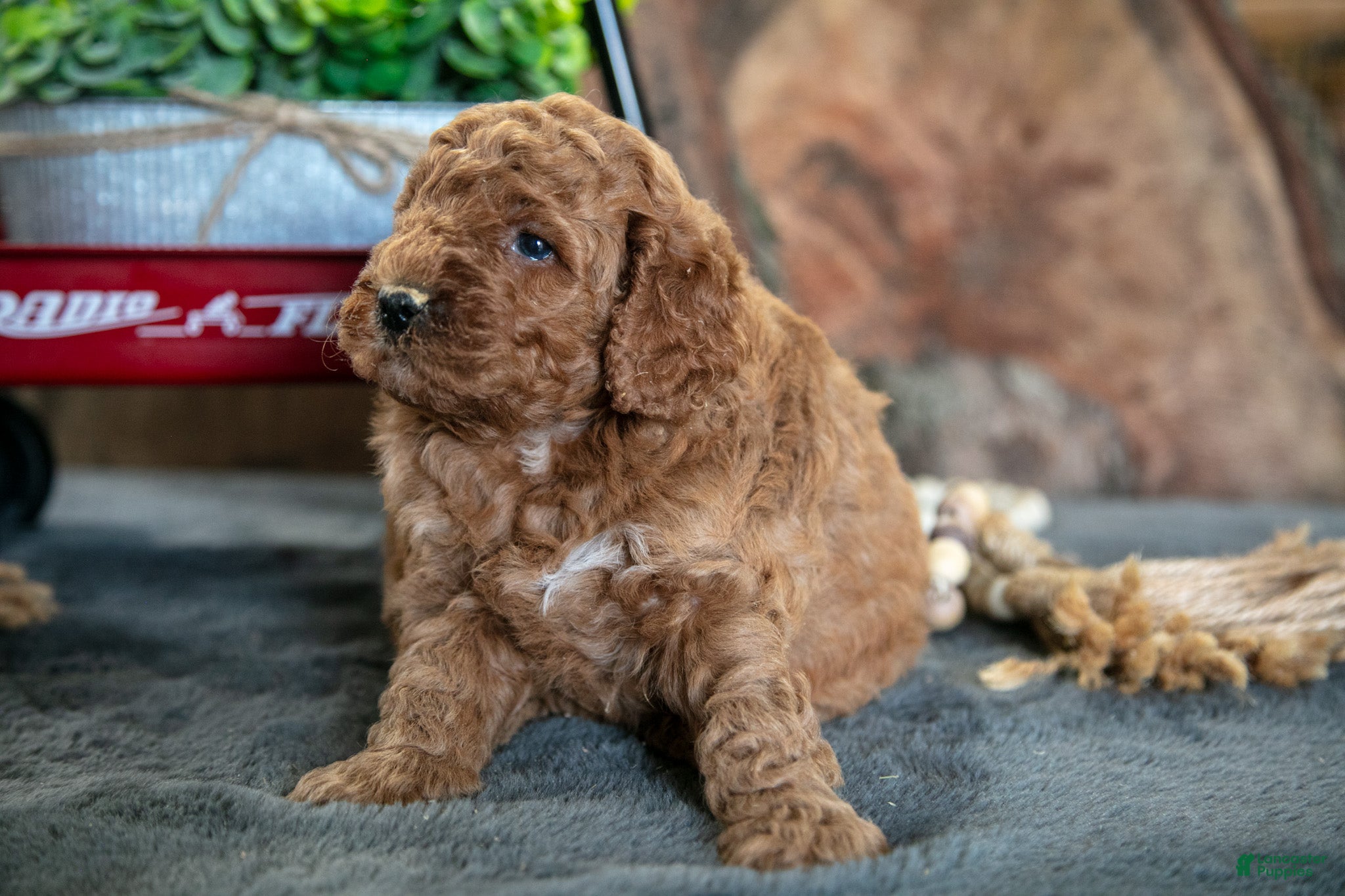 Miniature Poodle dogs Opal - Ad 2