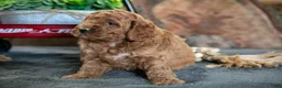 Miniature Poodle dogs for sale: Opal - Ad 2