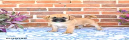 Puggle dogs for sale: Robbie - Ad 4