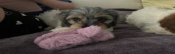 Cavapoo dogs for sale: Kira - Ad 3