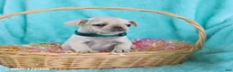 Pug dogs for sale: Brooke - Ad 4
