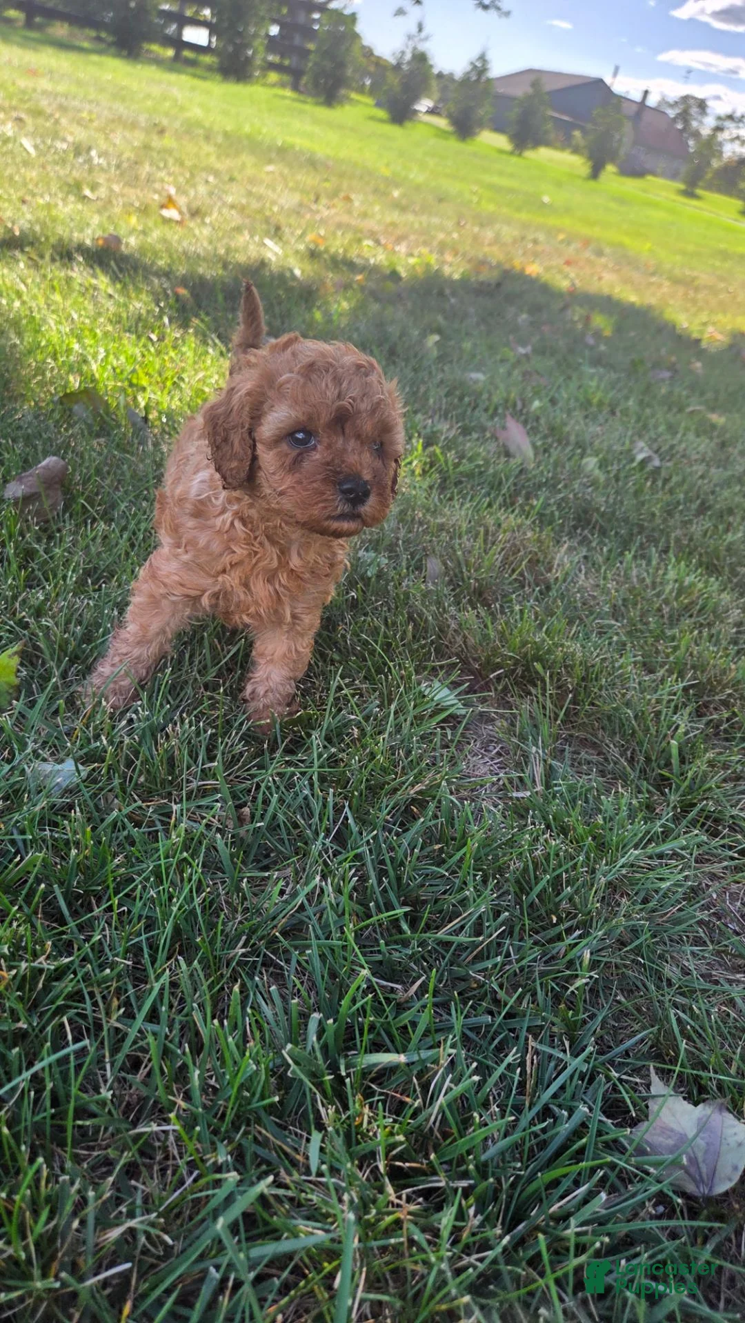 Cavapoo dogs for sale: Harley - Ad 1