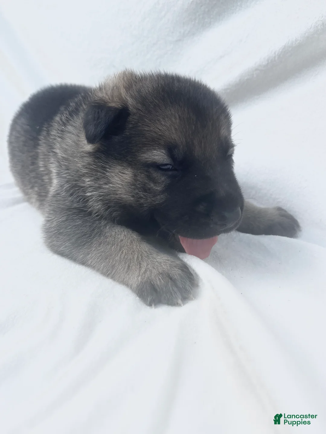 German Shepherd dogs for sale: Bear - Ad 2