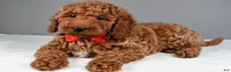 Miniature Poodle dogs for sale: Carson - Ad 7
