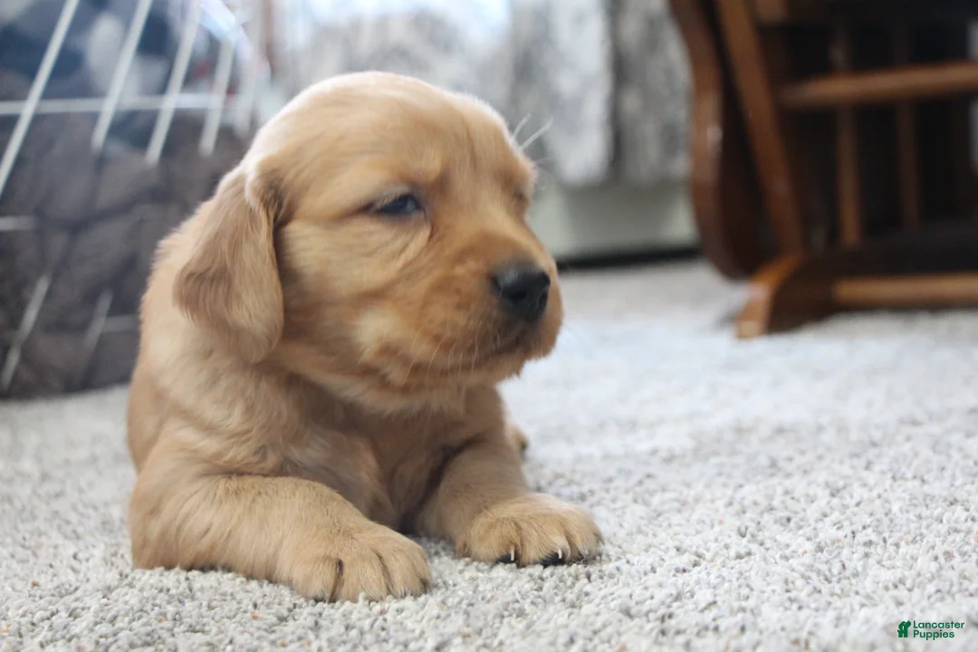 Golden Retriever dogs for sale: Rune - Ad 7