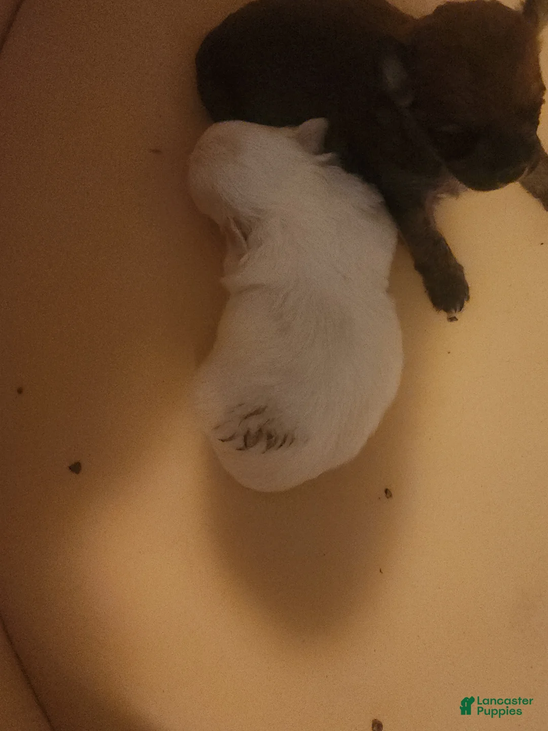 Pomapoo dogs for sale: Pomapoo 1 - Ad 2
