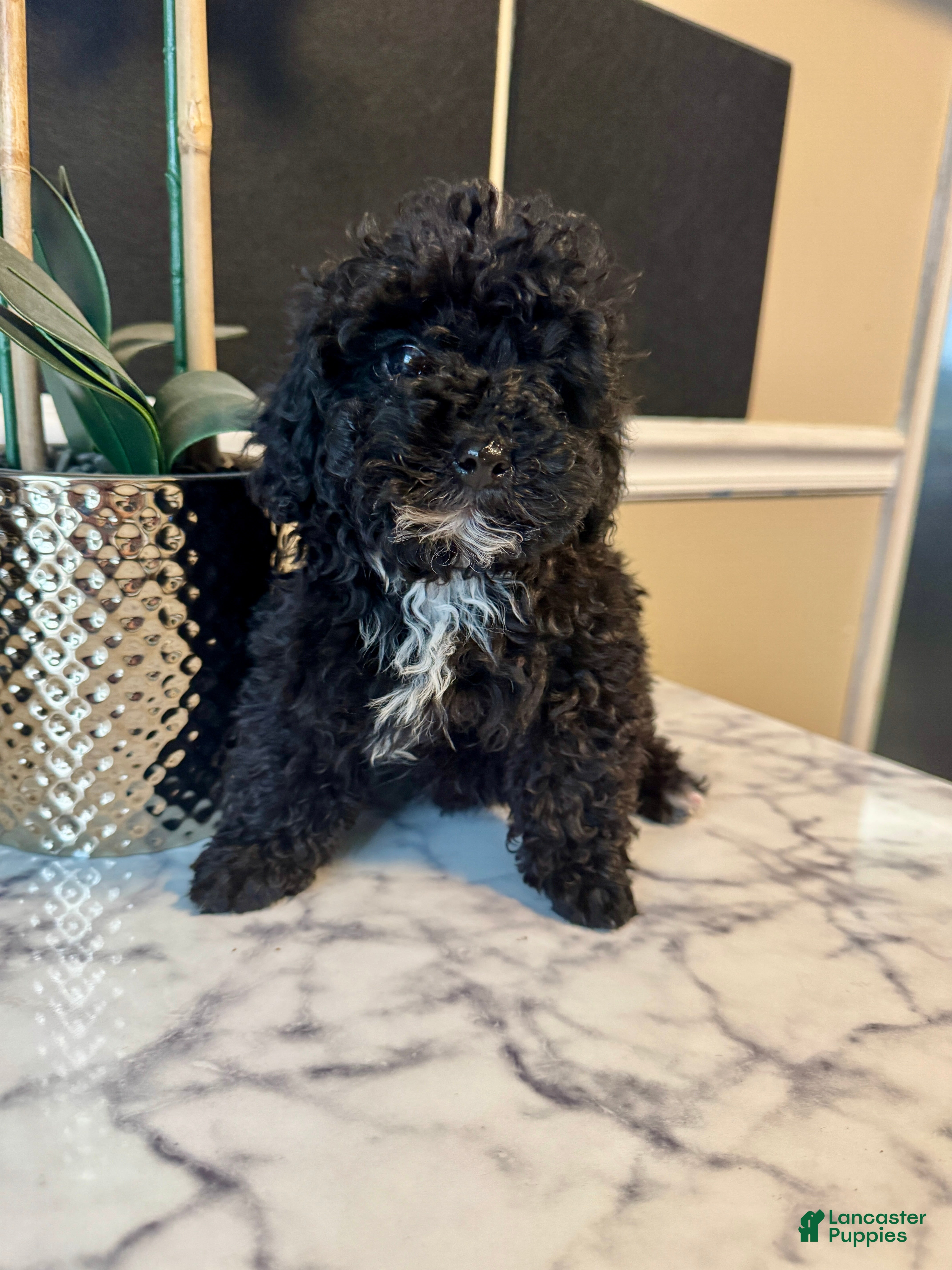 Toy Poodle dogs Jet - Ad 1