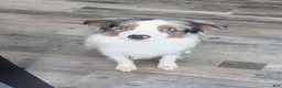 Toy Australian Shepherd dogs for sale: Blue Merle Mini Australian Shepherd/Atticus - Ad 2