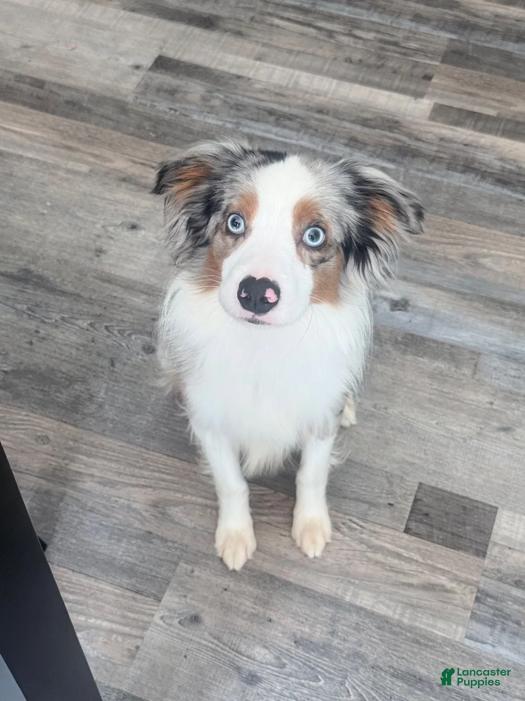 Toy Australian Shepherd dogs for sale: Blue Merle Mini Australian Shepherd/Atticus - Ad 2